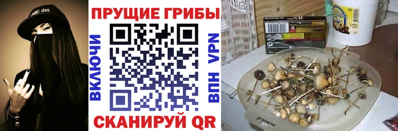 где купить наркоту  Томилино  Псилоцибиновые грибы Cubensis 